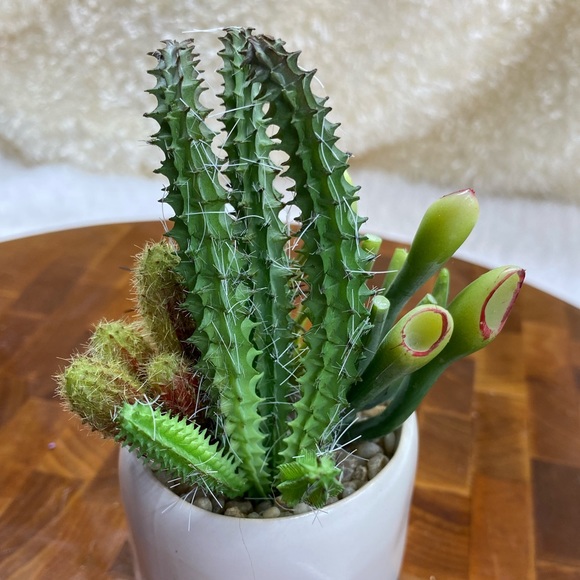 Faux succulents in 2.5”x3”H circular Pot (2 designs available). - Picture 9 of 9